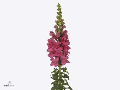Antirrhinum majus 'Orleans Rose'