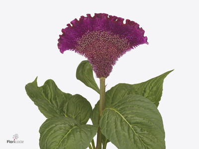 Celosia argentea (Cristata Grp) Cristi Purple