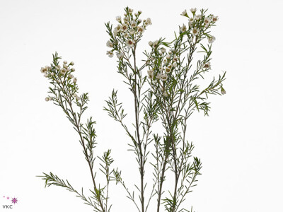 Chamelaucium uncinatum 'Eve'