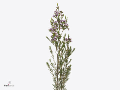 Chamelaucium uncinatum 'Niki'