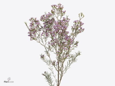 Chamelaucium uncinatum 'Michal'