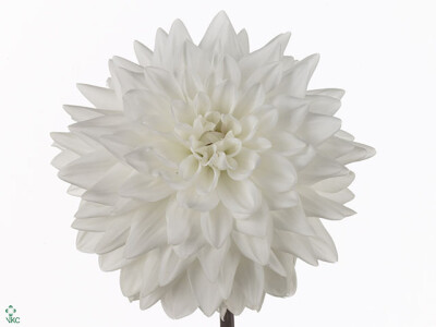 Dahlia (Waterlily Grp) 'Eternal Snow'