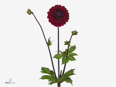 Dahlia (Decorative Grp) 'Happy Jill'