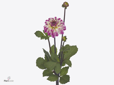 Dahlia (Decorative Grp) 'Nina's Choice'