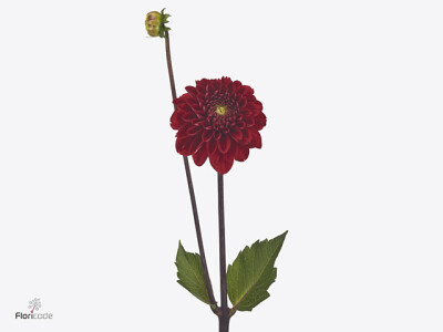Dahlia (Decorative Grp) 'Roja'