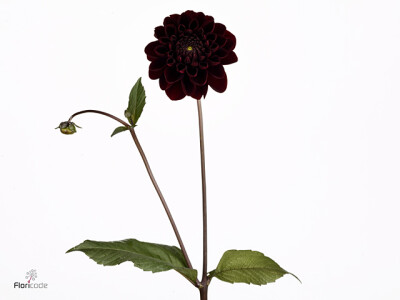 Dahlia (Decorative Grp) 'Manoa'