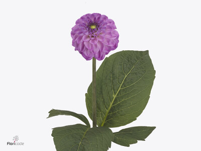 Dahlia (Ball Grp) 'Salvation'