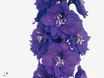 Delphinium dubbelbloemig Delphi's Power