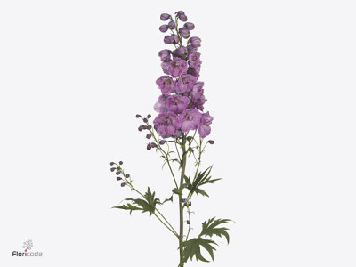 Delphinium (Elatum Grp) Premium Pink Punch