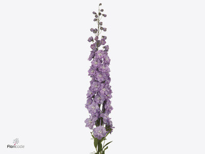 Delphinium (Elatum Grp) 'Dewi Hercules'