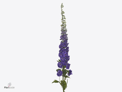 Delphinium dubbelbloemig (Elatum Grp) Dev Purple Heart