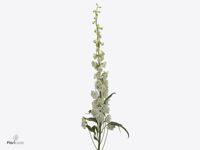 Delphinium (Elatum Grp) Devo Snow White