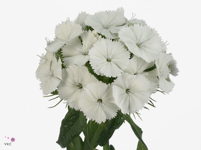 Dianthus barbatus Duke Breanthus
