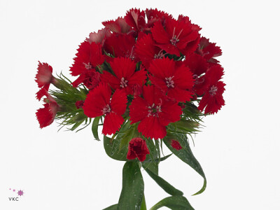 Dianthus barbatus Baron Breanthus