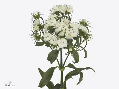 Dianthus barbatus 'Eveline'