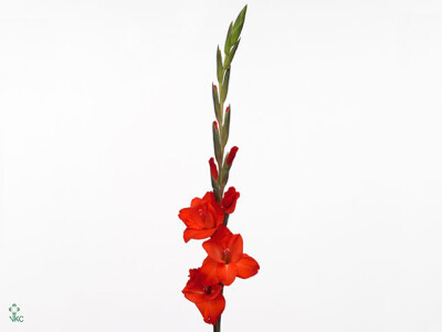Gladiolus (Large-flowered Grp) 'Fortuna Red'