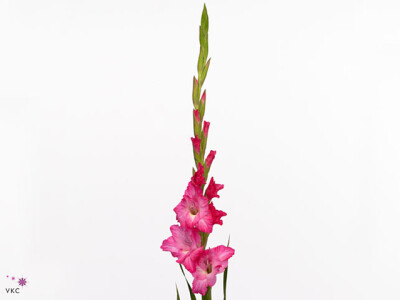 Gladiolus (Large-flowered Grp) 'Violet King'