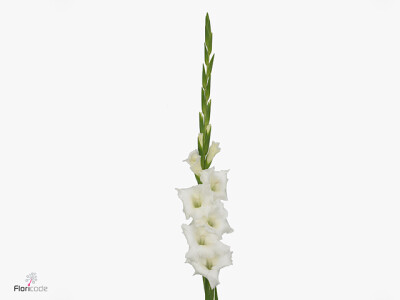 Gladiolus (Large-flowered Grp) 'Nova Zembla'