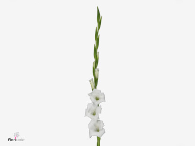 Gladiolus (Large-flowered Grp) 'Piet MÃ¶hlen'