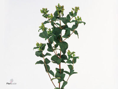 Hypericum x inodorum Magical Green