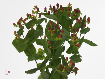 Hypericum x inodorum Cherry Drama