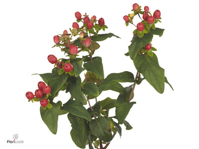 Hypericum x inodorum Magical Majestic Pride