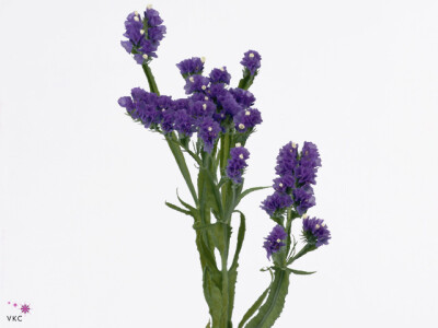 Limonium sinuatum Giant Blue Birds / Cristal Dark Blue
