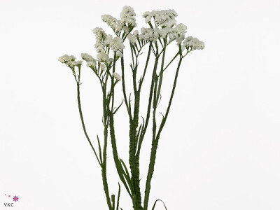 Limonium sinuatum Silvery Sun Birds