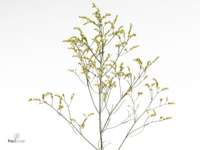 Limonium sinense China Summer