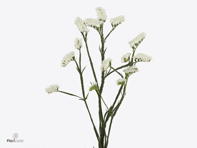 Limonium sinuatum 'Isa White'