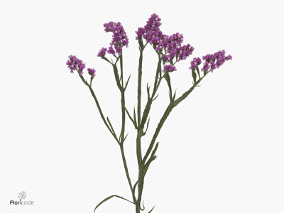 Limonium sinuatum Memories Wings