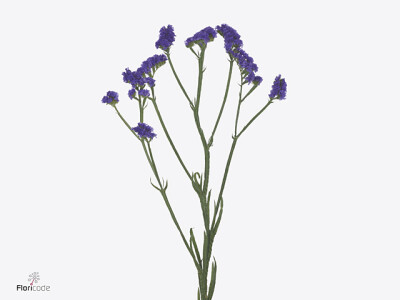 Limonium sinuatum Magnum Blue
