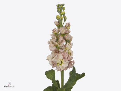 Matthiola incana 'Iron Apricot'