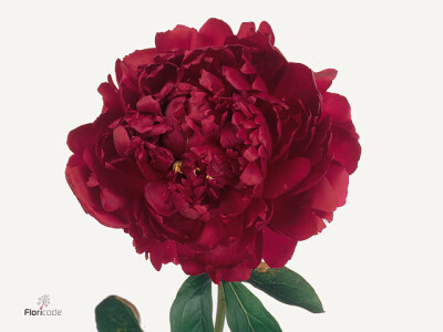Paeonia (Lactiflora Grp) Red Magic