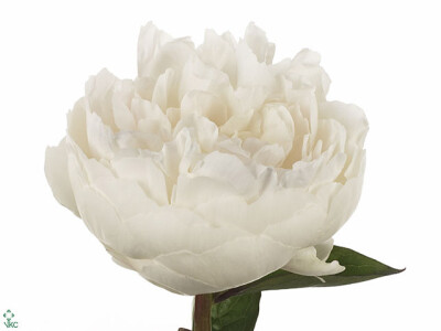 Paeonia (Lactiflora Grp) 'Elsa Sass'