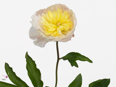 Paeonia (Lactiflora Grp) 'Laura Dessert'