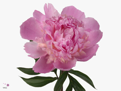 Paeonia (Lactiflora Grp) 'Koningin Wilhelmina'