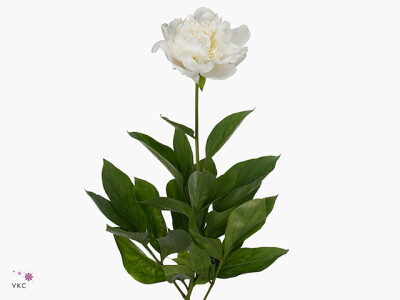 Paeonia (Lactiflora Grp) 'Amalia Olson'