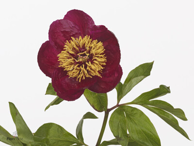 Paeonia (Herb. Hybrid Grp) 'Walter Mains'
