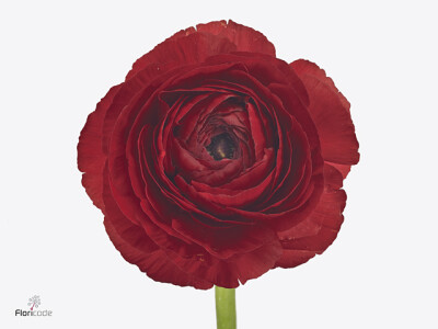 Ranunculus asiaticus Success Testarossa