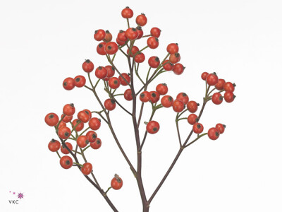 Rosa Red Fruitilia