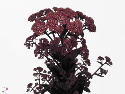 Sedum JosÃ© Aubergine