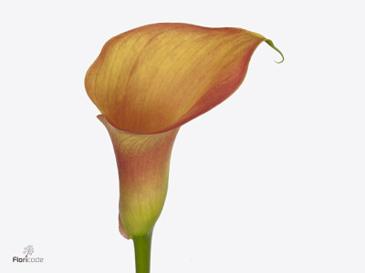Zantedeschia Orange Pride