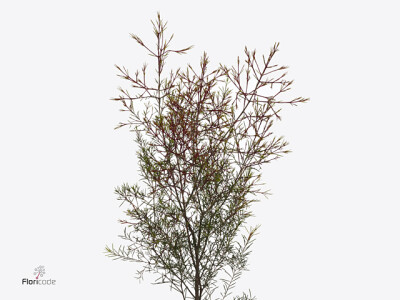 Chamelaucium uncinatum 'Vega' (blad)