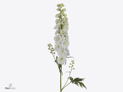 Delphinium (Elatum Grp) Dewi White Smile