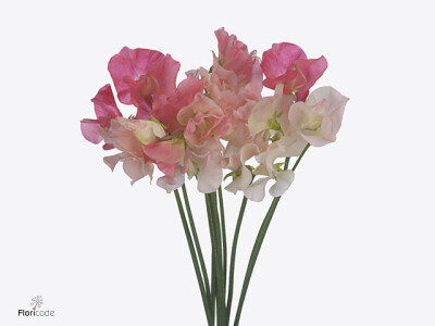 Lathyrus odoratus (Spencer Grp) 'Shades of Romance'