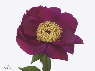 Paeonia itoh (Herb. Hybrid Grp) 'Enfant TrouvÃ©'