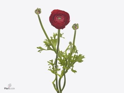 Ranunculus asiaticus 'Dolcevita Red'