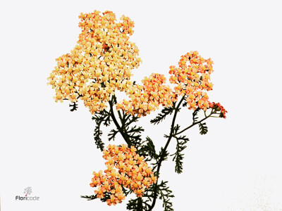 Achillea millefolium 'LachsschÃ¶nheit'