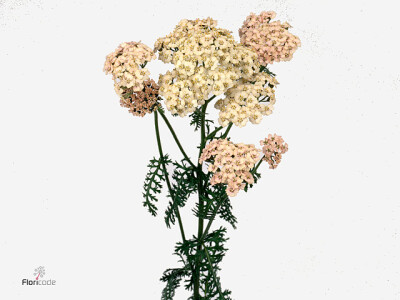 Achillea millefolium 'Marieke'